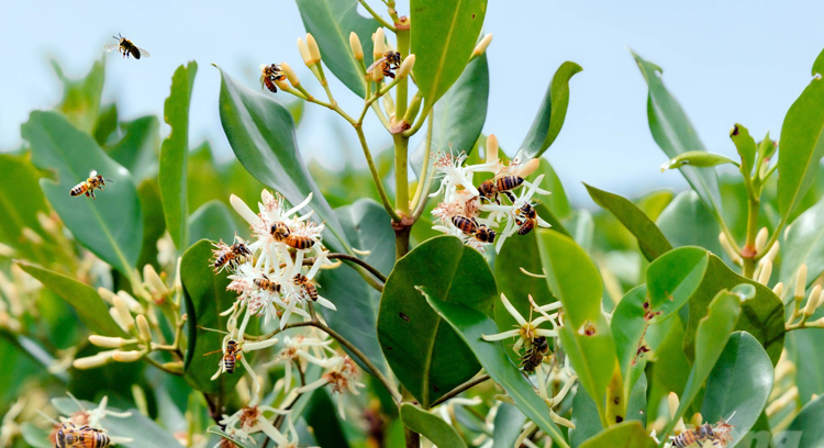 Giới thiệu thumbnail