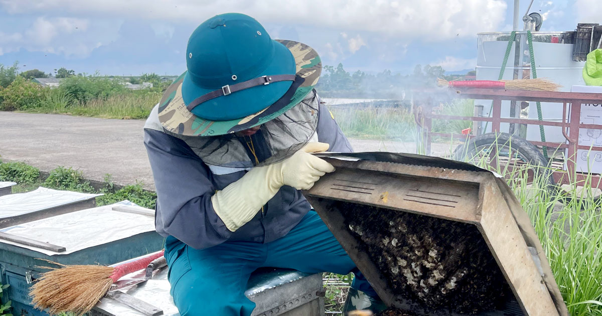 Ninh Bình: nâng cao đời sống kinh tế cho người dân từ nghề nuôi ong cover