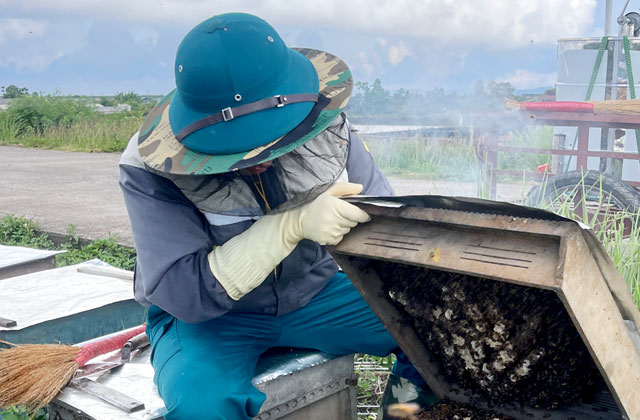 Ninh Bình: nâng cao đời sống kinh tế cho người dân từ nghề nuôi ong thumbnail