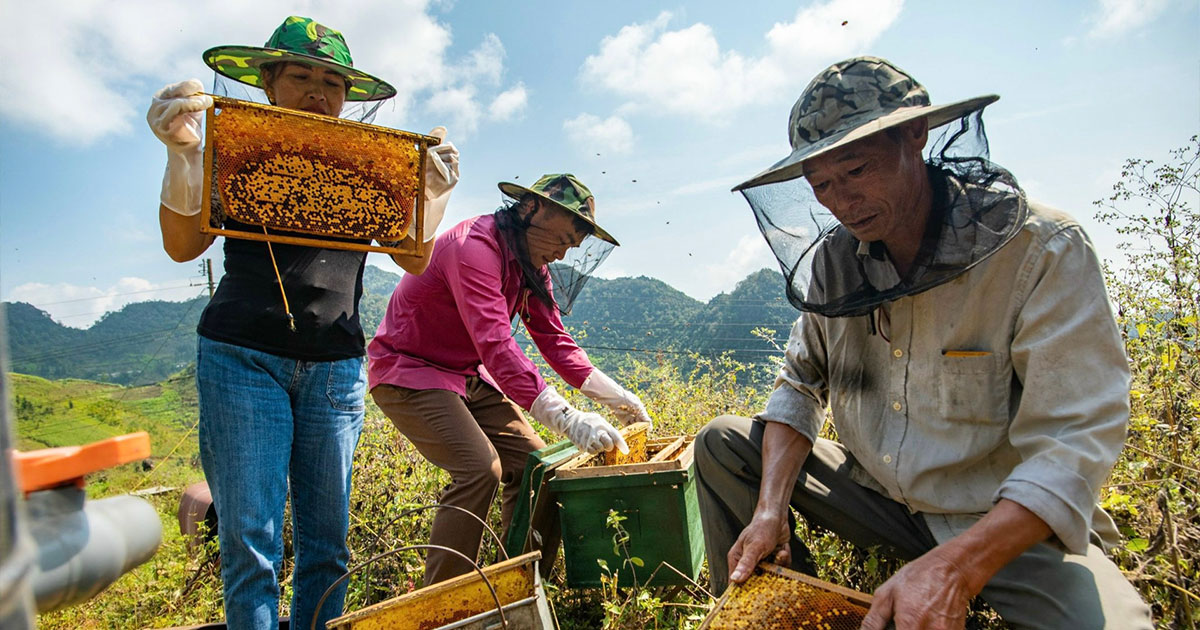 Nuôi ong mật mang lại nguồn thu nhập cao cho người dân vùng cao nguyên đá cover