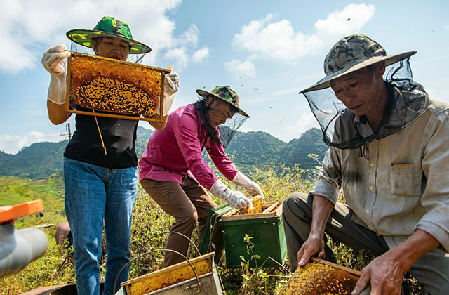 Nuôi ong mật mang lại nguồn thu nhập cao cho người dân vùng cao nguyên đá thumbnail