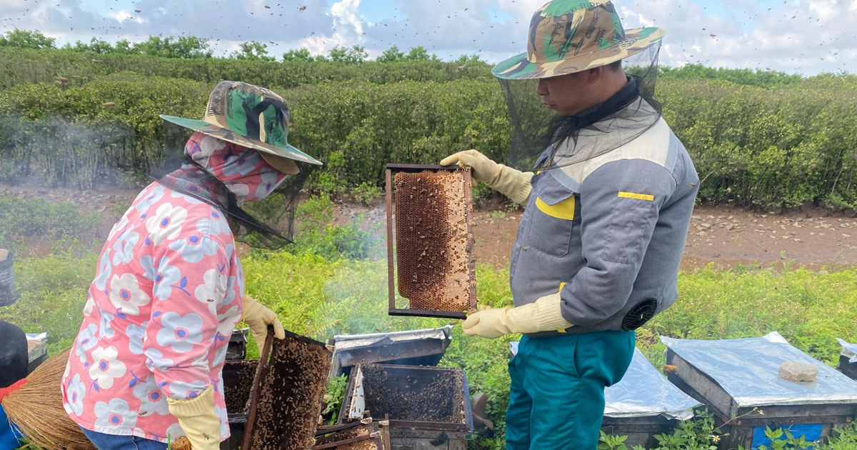 Mùa mật ong trên những khu rừng ngập mặn Kim Sơn cover
