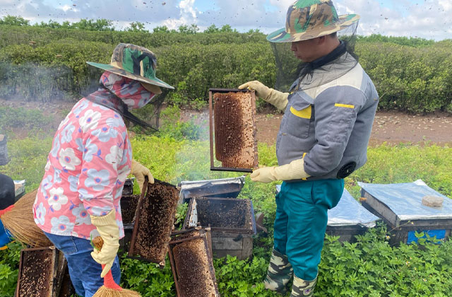 Mùa mật ong trên những khu rừng ngập mặn Kim Sơn thumbnail