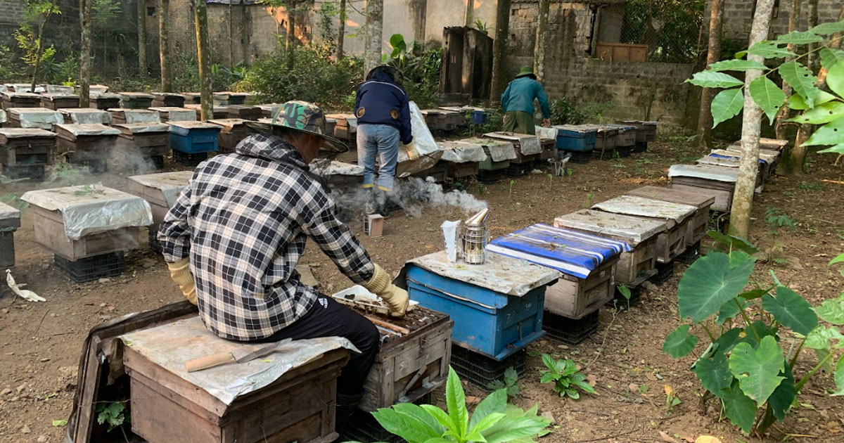 Ninh Bình: Kiếm tiền nhờ đưa ong đi lấy mật hoa sú vẹt cover