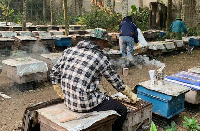 Ninh Bình: Kiếm tiền nhờ đưa ong đi lấy mật hoa sú vẹt thumbnail