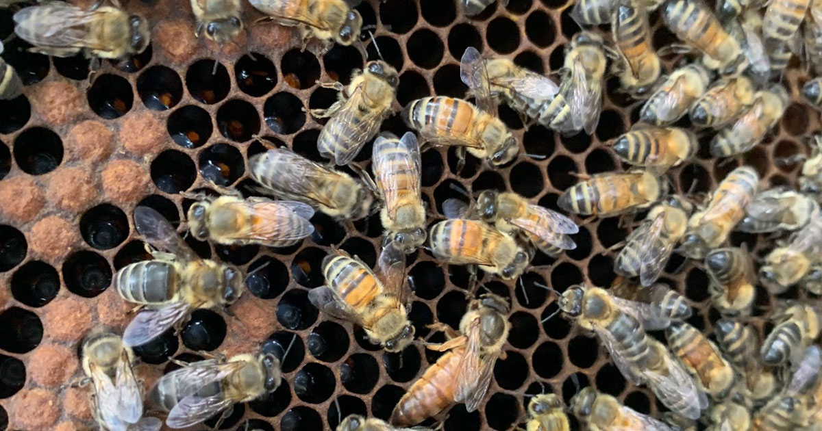 Tiêu diệt tế bào ung thư từ nọc ong mật tuyên bố do tạp chí nguyên cứu ung thư học cover