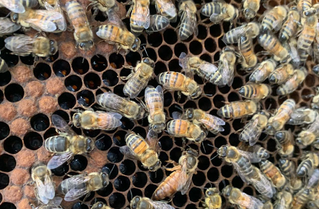 Tiêu diệt tế bào ung thư từ nọc ong mật tuyên bố do tạp chí nguyên cứu ung thư học thumbnail