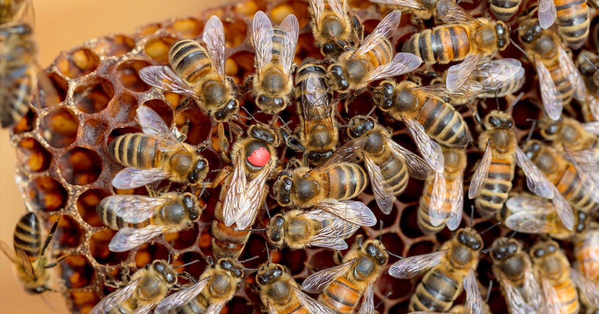 Công dụng tuyệt vời sữa ong chúa mang lại sức khỏe bạn nên biết cover