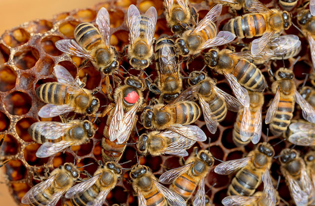 Công dụng tuyệt vời sữa ong chúa mang lại sức khỏe bạn nên biết thumbnail